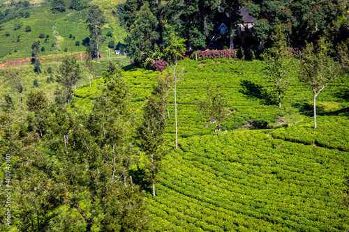 Sri Lanka Tea Plantation. Green Hills Nature Landscape. Nuwara Eliya, Sri Lanka.