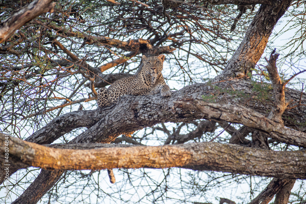 Fototapeta premium Leopard on the tree