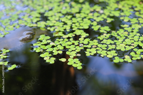 close up of green duckweed