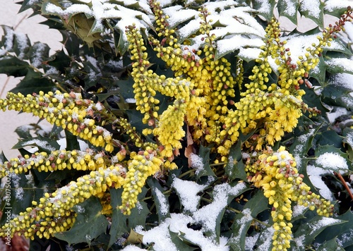 evergreen bush mahonia blooming in winter and white snow photo