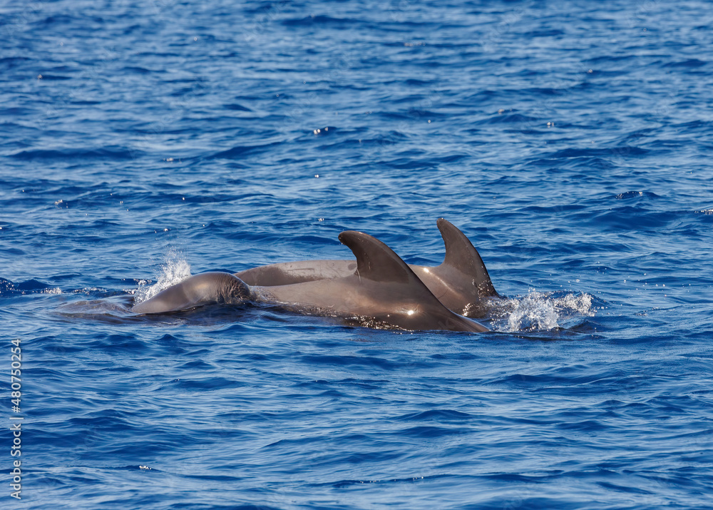 Fototapeta premium Pilot whales in Atlantic Ocean Spain