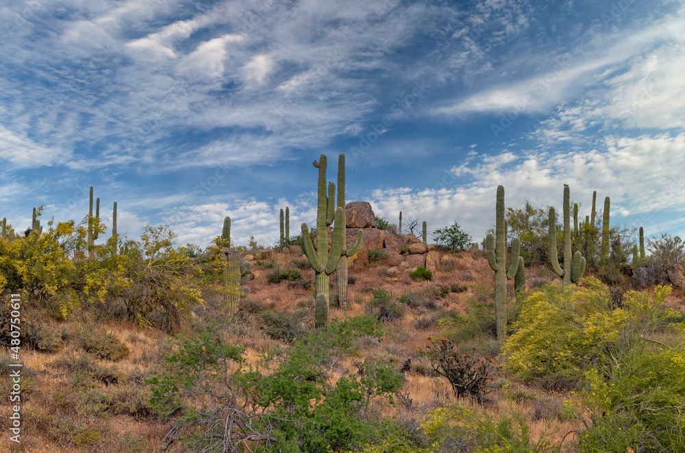 Springtime In The Arizona Desert With Saguaro Cactus