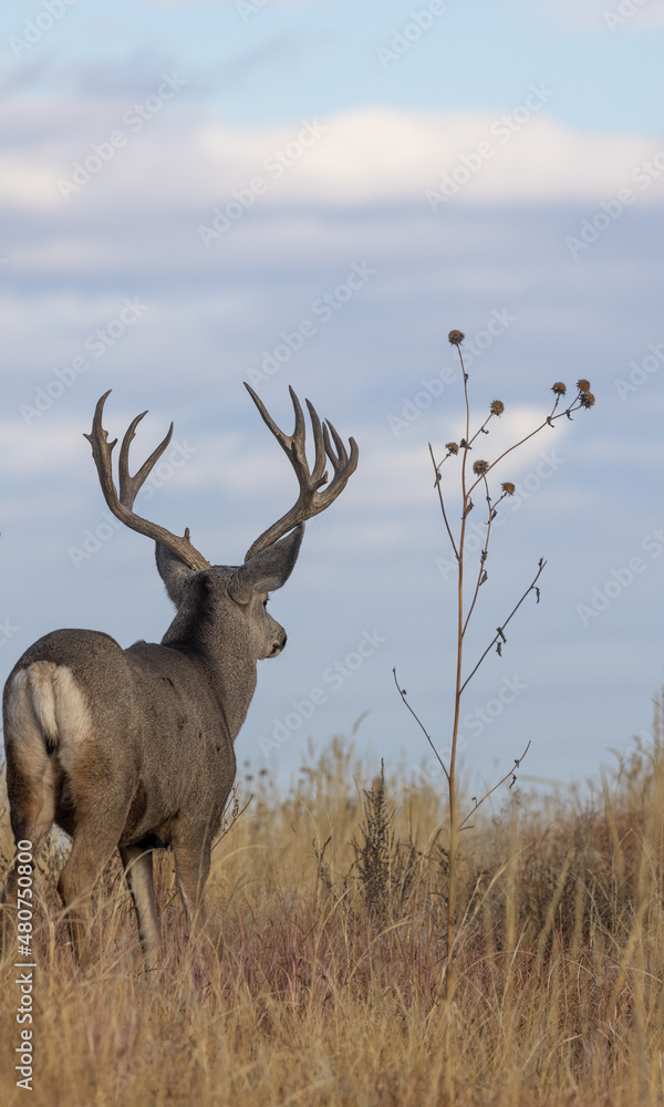 Fototapeta premium Buck Mule Deer During the Rut in Colorado in Autumn
