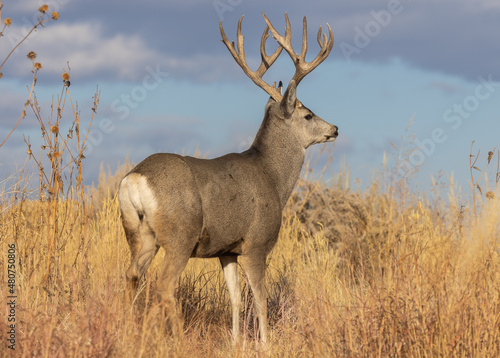 Buck Mule Deer During the Rut in Colorado in Autumn © natureguy