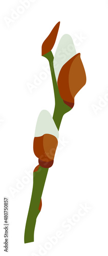 Willow branch with budding buds and fluff