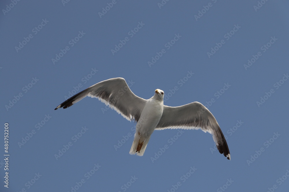 Obraz premium Seagull gliding on a clear summer sky