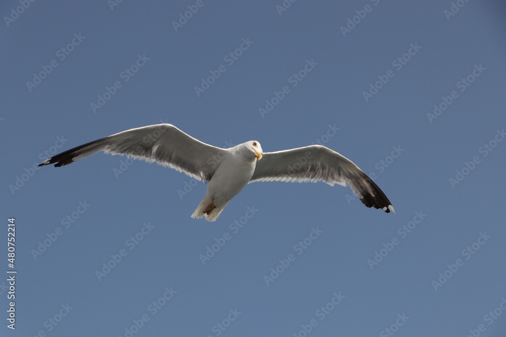 Seagull gliding on a clear summer sky Seagull gliding on a clear summer sky