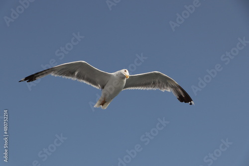Seagull gliding on a clear summer sky