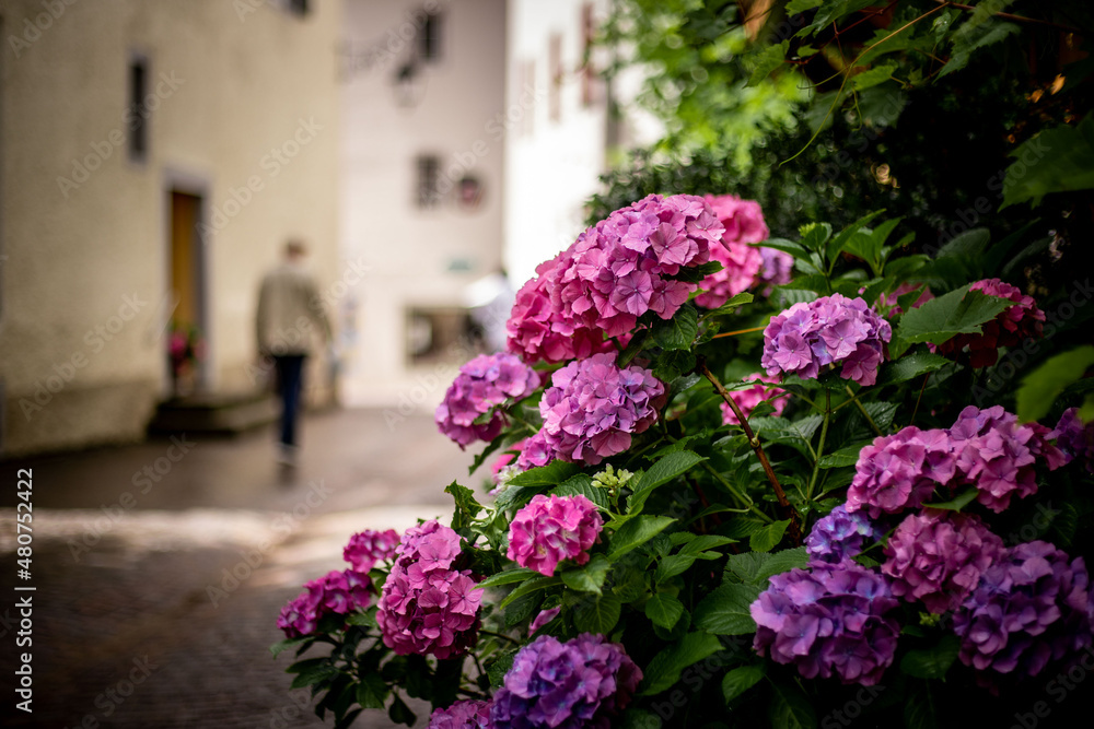 Fototapeta premium flowers in the street