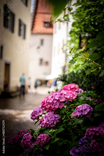 Fototapeta Naklejka Na Ścianę i Meble -  flowers in the street