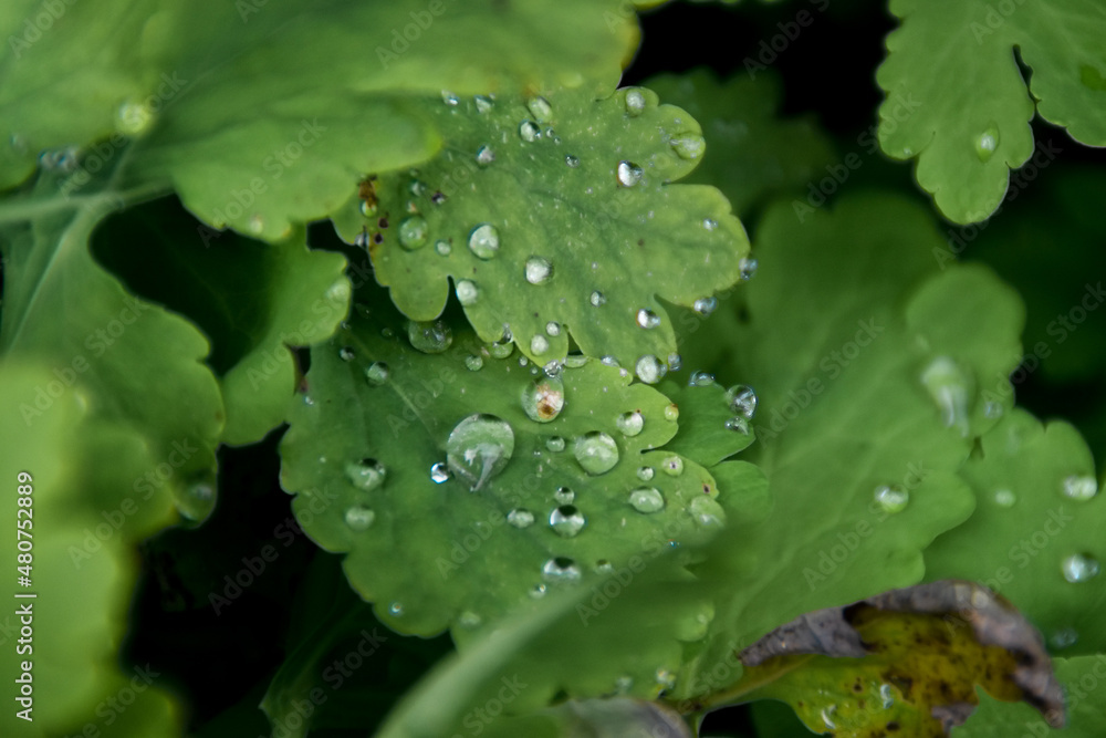 rain drops on a leaf rain drops on a leaf