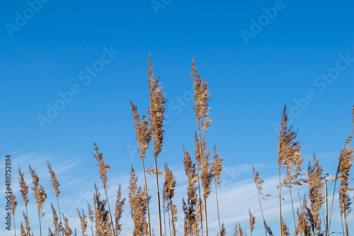 a reed field against the background of the winter sky