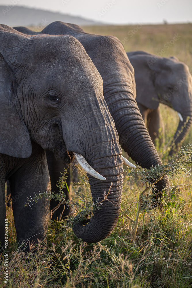 Obraz premium African Elephant