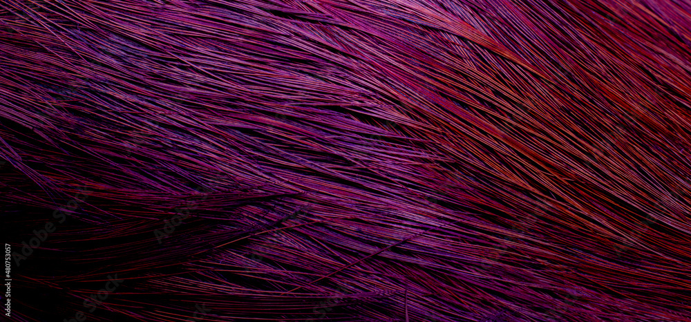 Fototapeta premium background with bird basant feathers