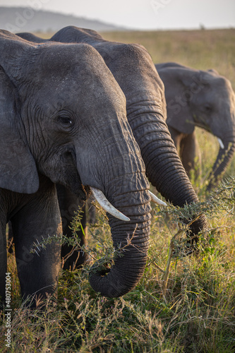 African Elephant