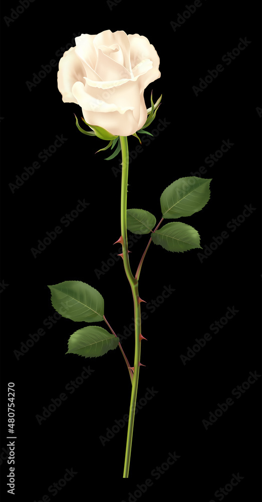 Realistic vector white rose isolated on black background Stock Vector