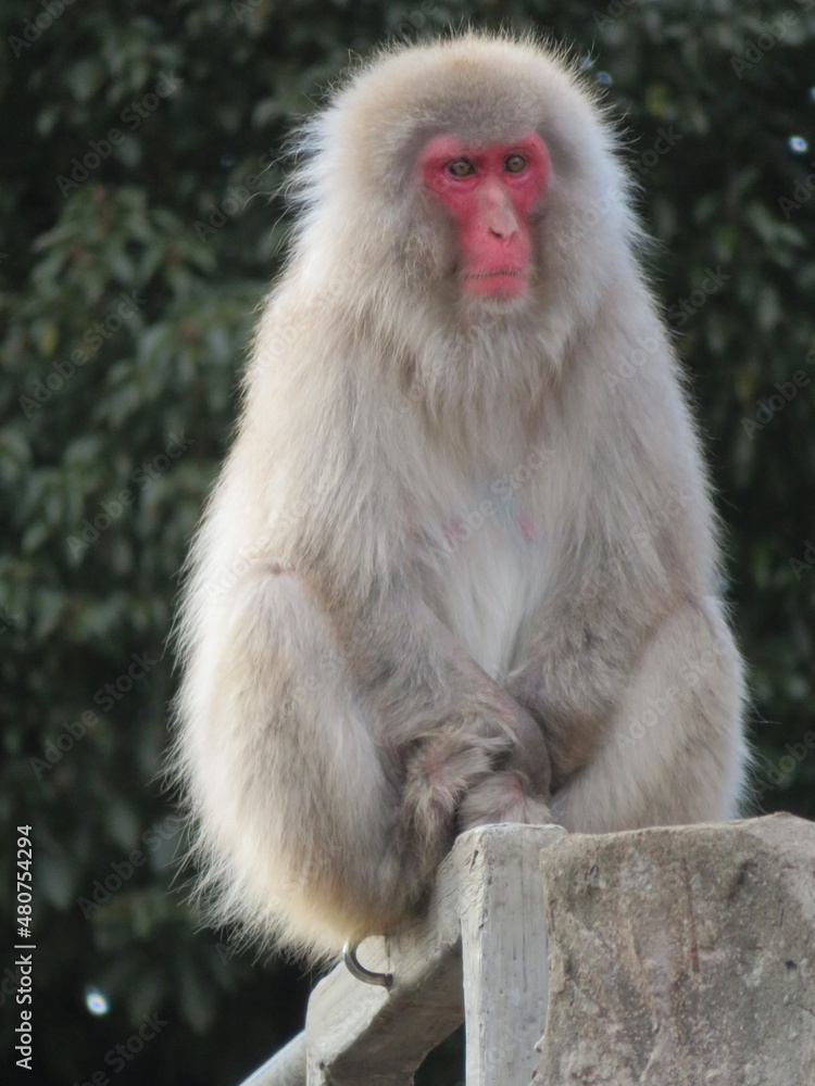 Naklejka premium long macaque