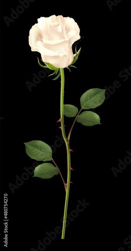 Realistic vector white rose isolated on black background