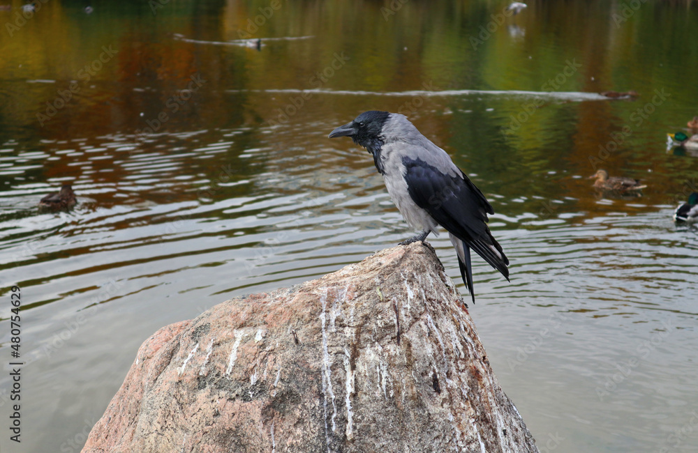 Fototapeta premium Hooded Crow sitting on the stone. Gray bird is near a pond against of water.