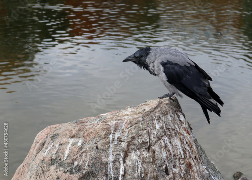 Hooded Crow sitting on the stone. Gray bird is near a pond against of water.