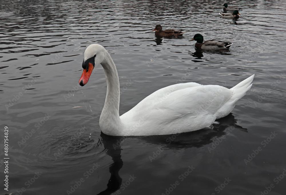 Obraz premium White mute swan swimming in dark water. Beautiful waterfowl and large waterbird close-up in its natural habitat.