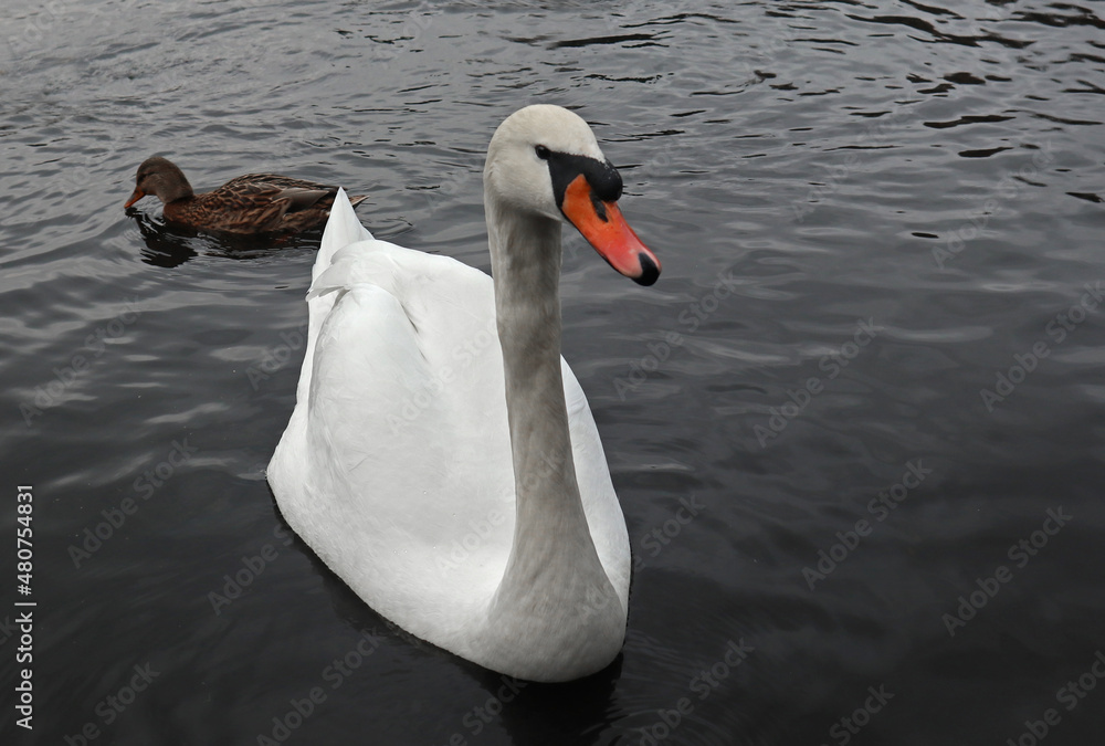 Obraz premium White mute swan swimming in dark water. Beautiful waterfowl and large waterbird close-up in its natural habitat.