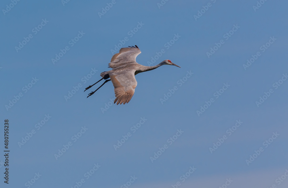 Obraz premium Sandhill cranes migration in field 