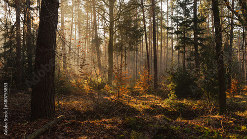 Jesienny las © Lukasz
