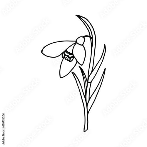 Spring flower Snowdrop. Vector stock illustration eps10. Isolate on white background, outline, hand drawing.