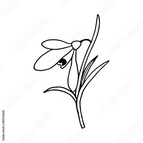 Spring flower Snowdrop. Vector stock illustration eps10. Isolate on white background, outline, hand drawing.