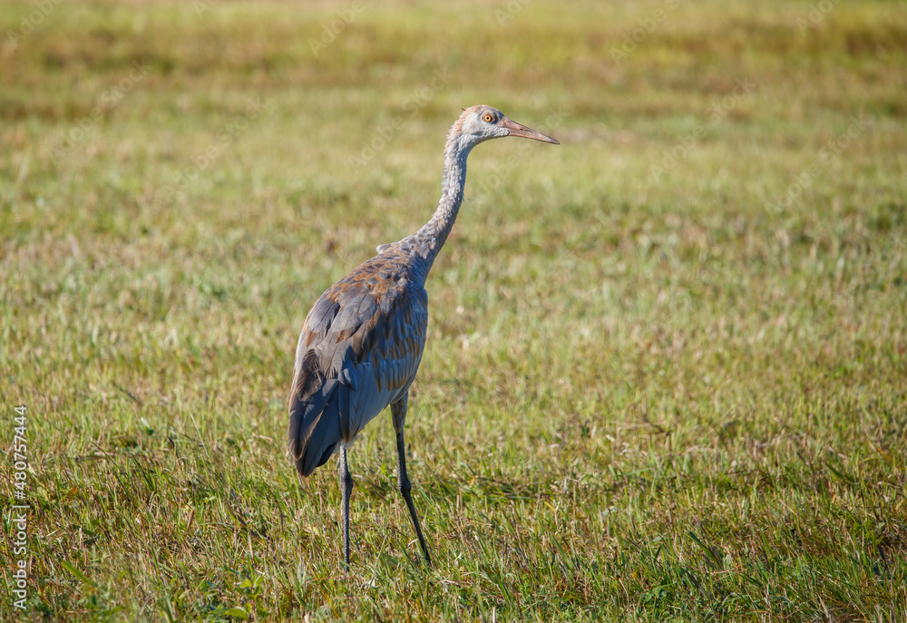 Naklejka premium Sandhill cranes migration in field 