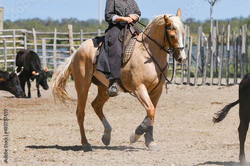 Young girl riding on a brown horse at a farm © o1559kip