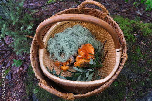 Foraging Basket lobster mushroom and plants