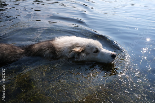 Dog swimming in a lake on a sunny summer day