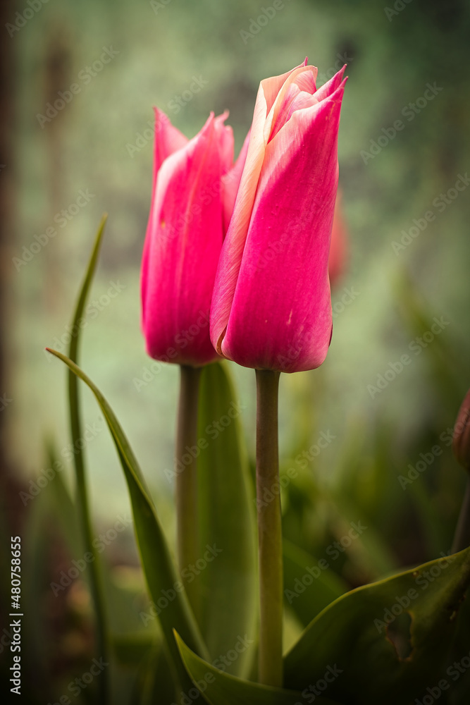 Fototapeta premium Pink tulips against green background