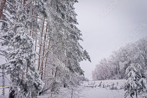 A winter day. Trees in the snow, snowdrifts. Fairytale forest.
