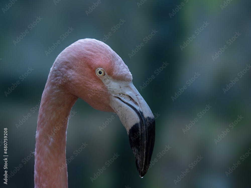 Fototapeta premium Flamingo head and beak detail.