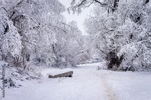 A winter day. Trees in the snow, snowdrifts. Fairytale forest.