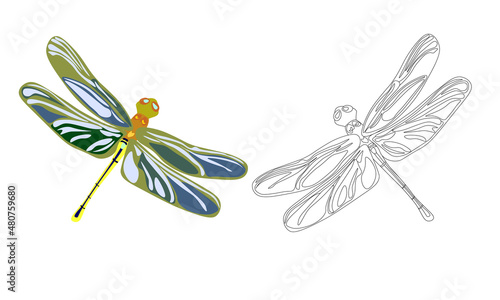 Vector illustration of multicolored dragonfly in flight, filled and outline drawing, realistic line art,in summer or spring colors.Not traced,design element for prints, stickers, decor,  tattoo sketch