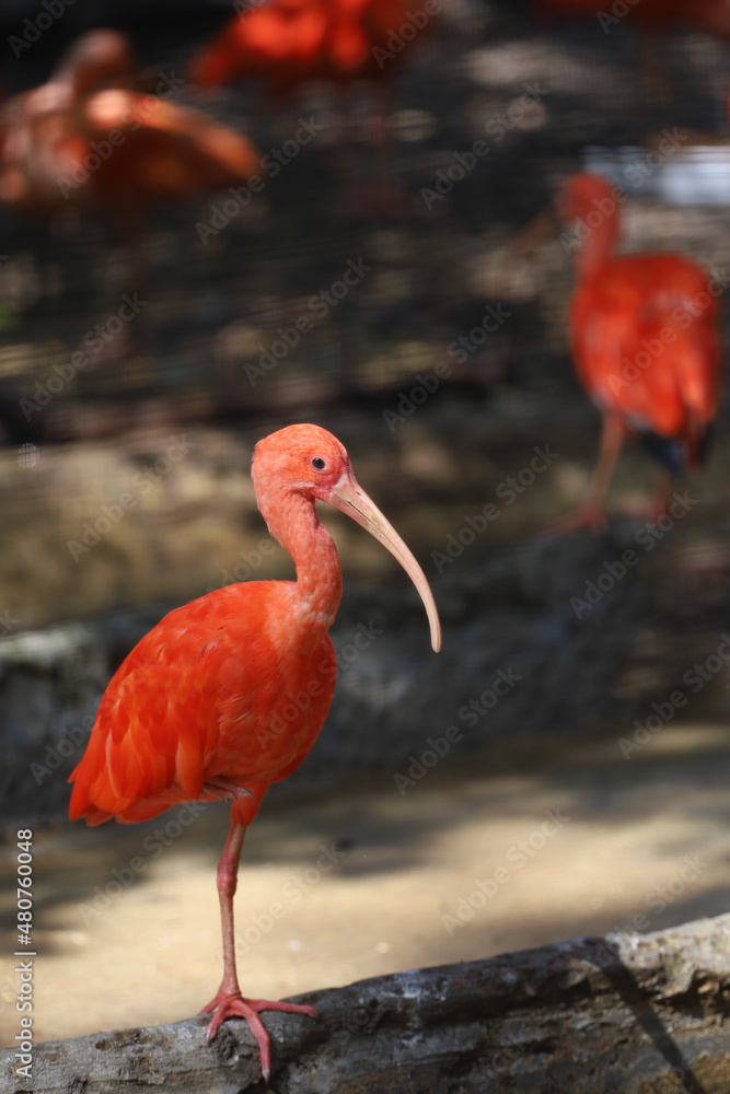 Obraz premium Close up the scarlet ibis is beautiful bird