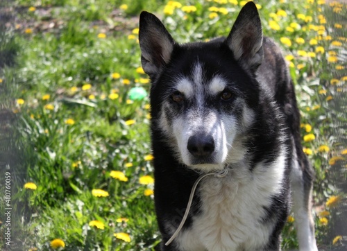 Portrait of a husky dog in a flowering meadow. Spring portrait of a husky dog with a meadow and yellow dandelions in bloom in the background. It is a warm May day.