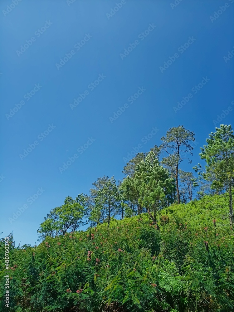 Fototapeta premium trees in the forest