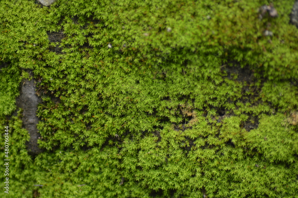 green moss on the wall