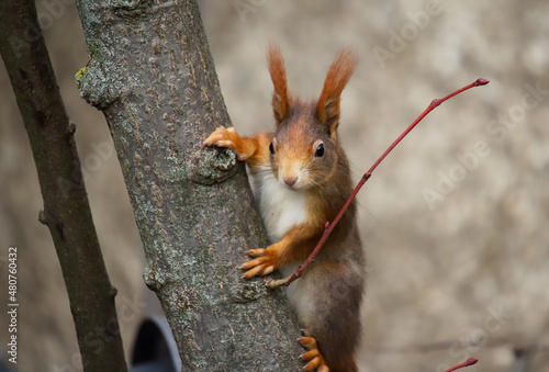 red squirrel on a tree © Lydia