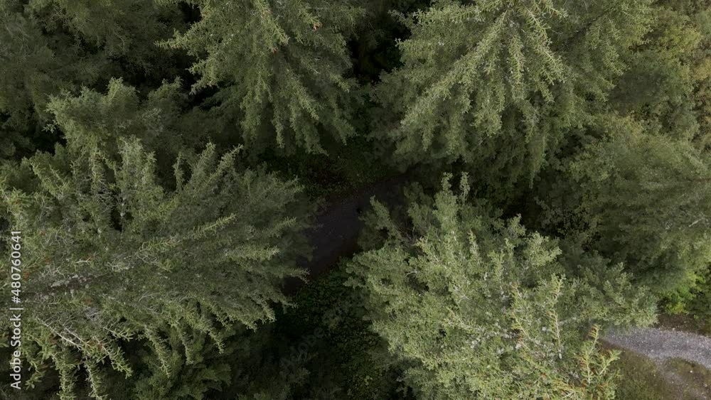 Aerial top down drone shot of a small path with a person walking in a dense pine tree forest. Small walking path in the alps with green spruce trees. Aerial top down drone shot of a small path with a person walking in a dense pine tree forest. Small walking path in the alps with green spruce trees.