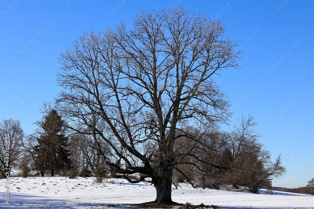 Fototapeta premium trees in the snow
