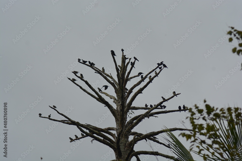 Obraz premium birds on the tree