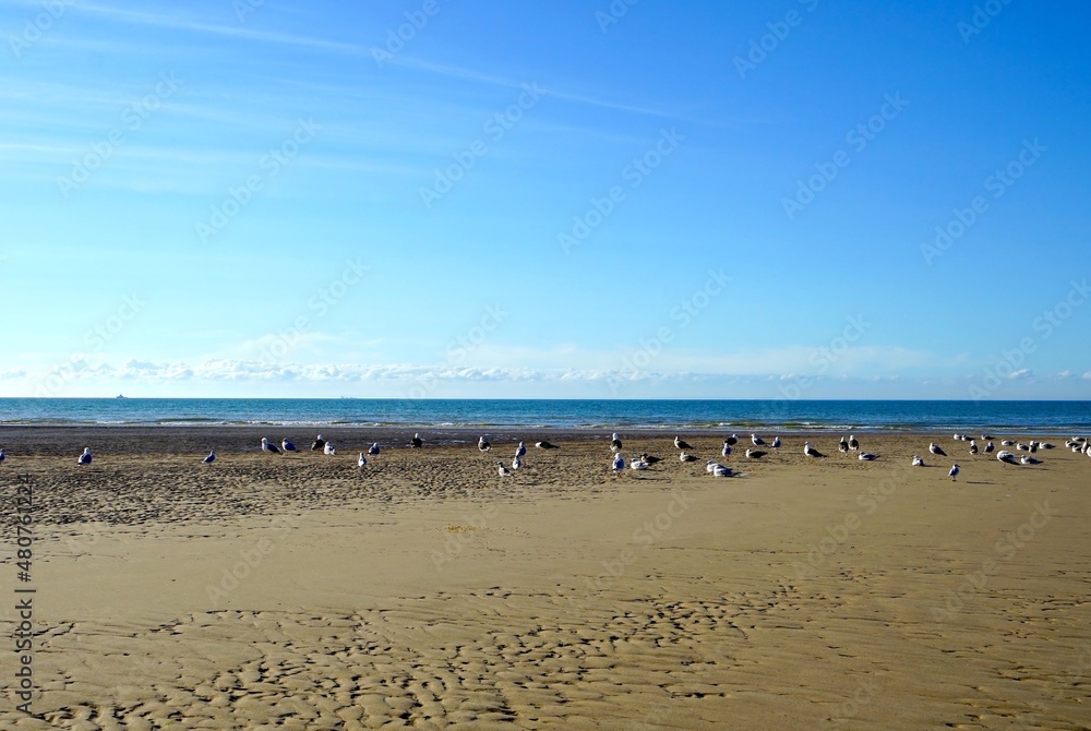 sitting seagulls on the beach on a sunny day, seagull, rest, relaxation, Opal Coast, France