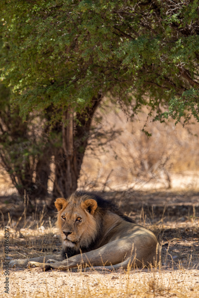 Fototapeta premium Black-maned Lion in the Kgalagadi