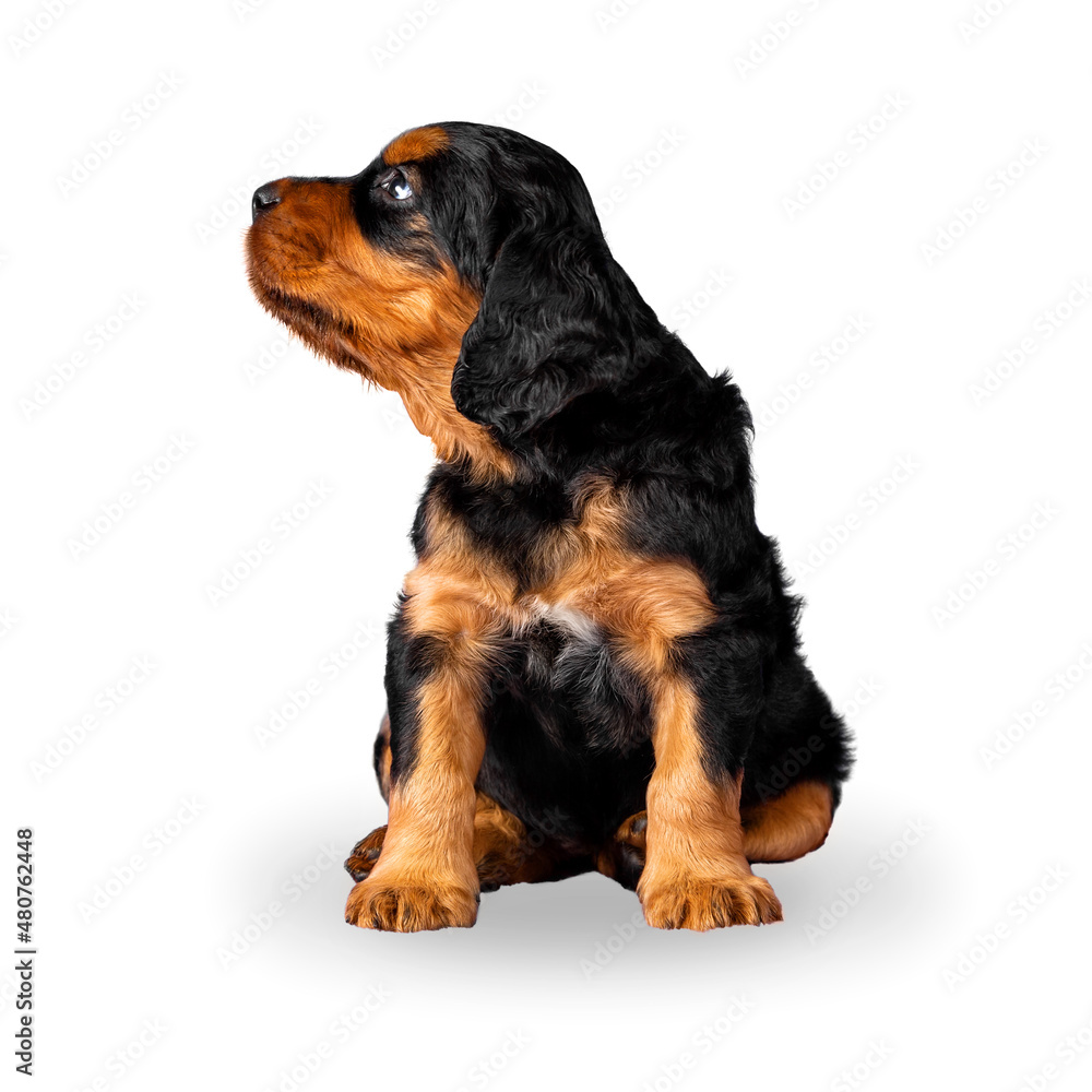 Gordon setter puppy isolated on white background. 